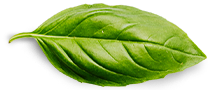 Nosotros Basil Leaf 4